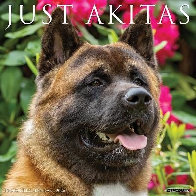 Akitas 2026 12 X 12 Wall Calendar -  Willow Creek Press
