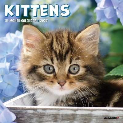 Kittens 2026 7 X 7 Mini Wall Calendar -  Willow Creek Press
