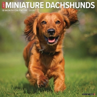 Miniature Dachshunds 2026 12 X 12 Wall Calendar