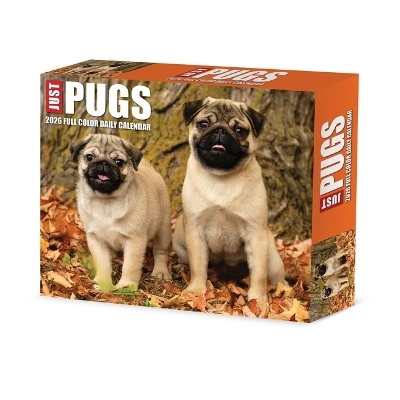 Just Pugs 2026 5.4 X 6.2 Box Calendar -  Willow Creek Press