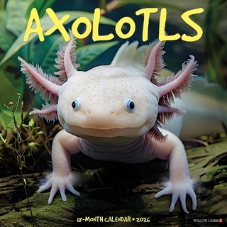 Axolotls 2026 12 X 12 Wall Calendar