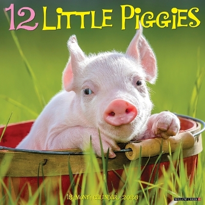 12 Little Piggies 2026 12 X 12 Wall Calendar -  Willow Creek Press