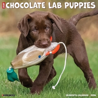 Chocolate Lab Puppies 2026 12 X 12 Wall Calendar