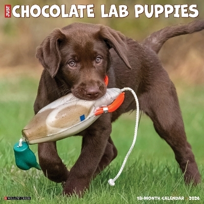 Chocolate Lab Puppies 2026 12 X 12 Wall Calendar -  Willow Creek Press