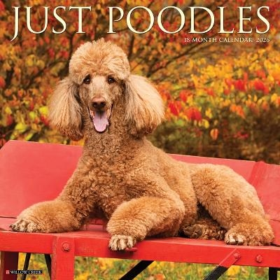 Poodles 2026 12 X 12 Wall Calendar -  Willow Creek Press