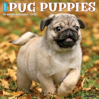 Pug Puppies 2026 12 X 12 Wall Calendar
