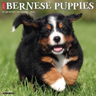 Bernese Mountain Puppies 2026 12 X 12 Wall Calendar
