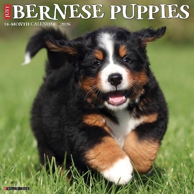 Bernese Mountain Puppies 2026 12 X 12 Wall Calendar -  Willow Creek Press