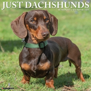 Dachshunds 2026 12 X 12 Wall Calendar