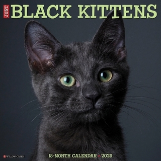 Black Kittens 2026 12 X 12 Wall Calendar
