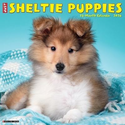 Sheltie Puppies 2026 12 X 12 Wall Calendar -  Willow Creek Press