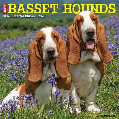 Basset Hounds 2026 12 X 12 Wall Calendar -  Willow Creek Press