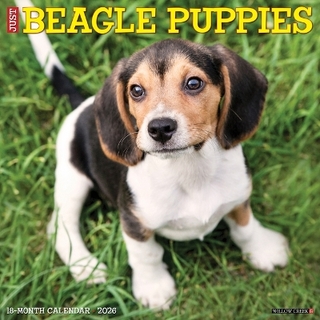 Beagle Puppies 2026 12 X 12 Wall Calendar