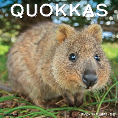 Quokkas 2026 12 X 12 Wall Calendar -  Willow Creek Press