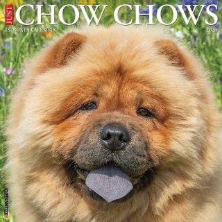 Chow Chows 2026 12 X 12 Wall Calendar