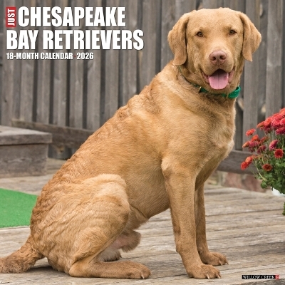 Chesapeake Bay Retrievers 2026 12 X 12 Wall Calendar -  Willow Creek Press
