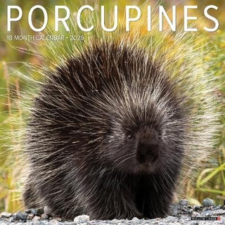 Porcupines 12 X 12 Wall Calendar
