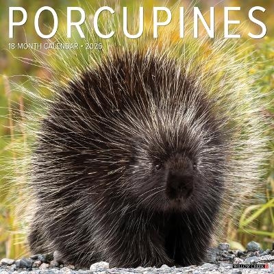 Porcupines 12 X 12 Wall Calendar -  Willow Creek Press