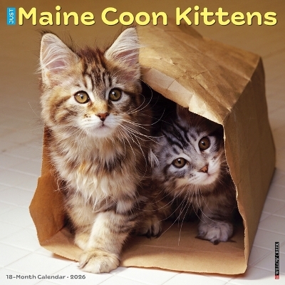 Maine Coon Kittens 2026 12 X 12 Wall Calendar -  Willow Creek Press