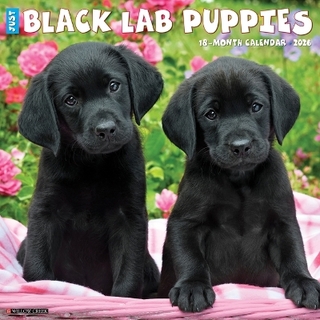 Black Lab Puppies 2026 12 X 12 Wall Calendar