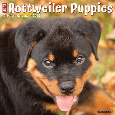 Rottweiler Puppies 2026 12 X 12 Wall Calendar -  Willow Creek Press