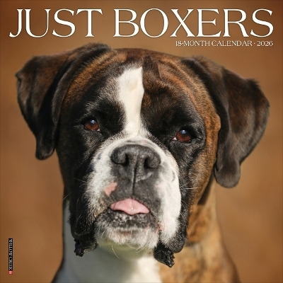 Boxers 2026 12 X 12 Wall Calendar -  Willow Creek Press