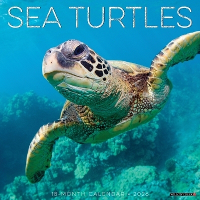 Sea Turtles 2026 12 X 12 Wall Calendar -  Willow Creek Press