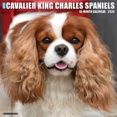 Cavalier King Charles Spaniels 2026 12 X 12 Wall Calendar -  Willow Creek Press