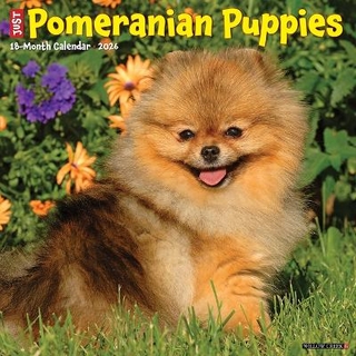 Pomeranian Puppies 2026 12 X 12 Wall Calendar