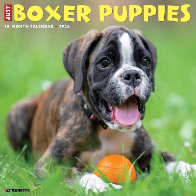 Boxer Puppies 2026 12 X 12 Wall Calendar -  Willow Creek Press