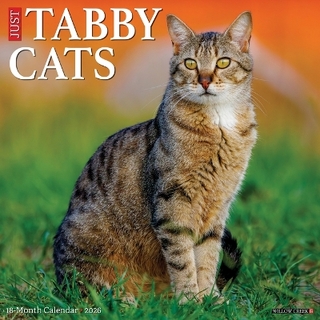 Tabby Cats 2026 12 X 12 Wall Calendar