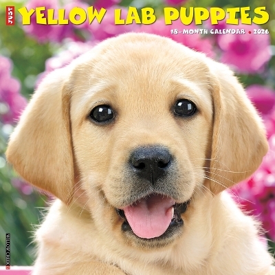 Yellow Lab Puppies 2026 12 X 12 Wall Calendar -  Willow Creek Press
