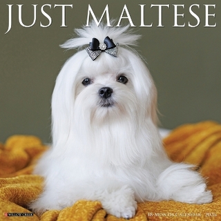 Maltese 2026 12 X 12 Wall Calendar