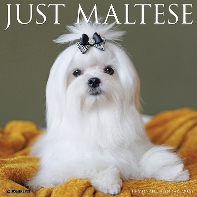 Maltese 2026 12 X 12 Wall Calendar -  Willow Creek Press