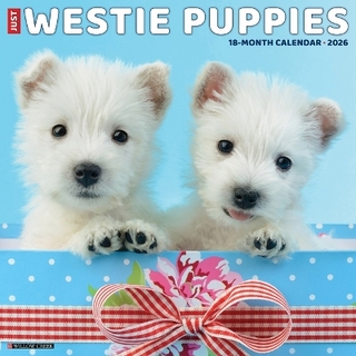 Westie Puppies 2026 12 X 12 Wall Calendar
