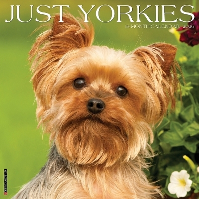 Yorkies 2026 12 X 12 Wall Calendar -  Willow Creek Press