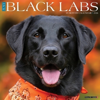 Black Labs 2026 12 X 12 Wall Calendar