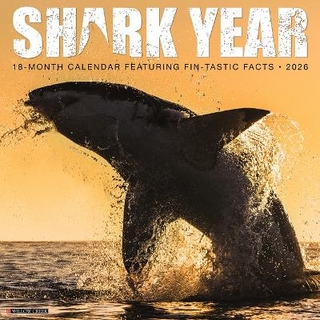 Shark Year 2026 12 X 12 Wall Calendar