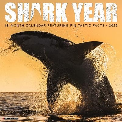 Shark Year 2026 12 X 12 Wall Calendar -  Willow Creek Press