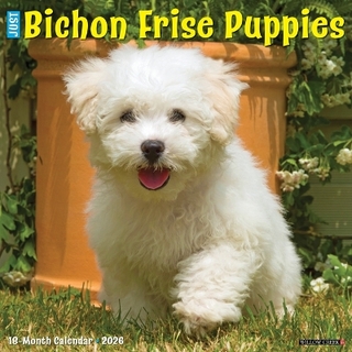 Bichon Frise Puppies 2026 12 X 12 Wall Calendar