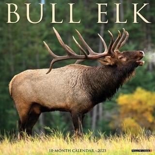 Bull Elk 2026 12 X 12 Wall Calendar
