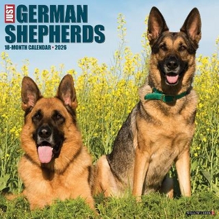 German Shepherds 2026 12 X 12 Wall Calendar
