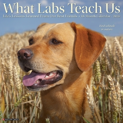 What Labs Teach Us 2026 12 X 12 Wall Calendar -  Willow Creek Press