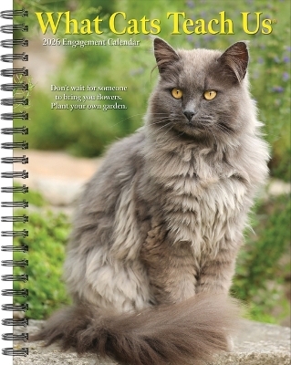 What Cats Teach Us 2026 6.5 X 8.5 Engagement Calendar -  Willow Creek Press