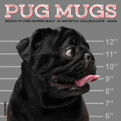 Pug Mugs 2026 7 X 7 Mini Wall Calendar -  Willow Creek Press