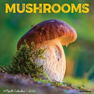 Mushrooms 2026 12 X 12 Wall Calendar