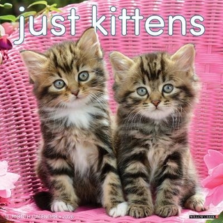 Kittens 2026 12 X 12 Wall Calendar