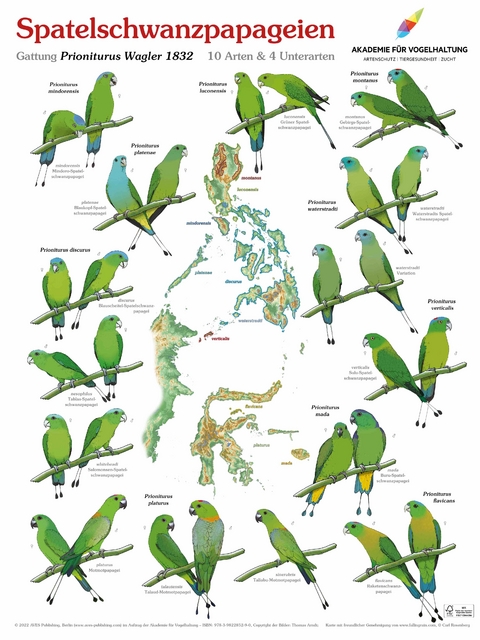 Poster Spatelschwanzpapageien - Thomas Arndt