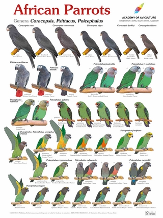 Poster African Parrots