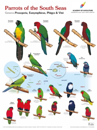 Poster Parrots of the South Seas